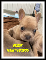 Dexter Male AKC French Bulldog $1150