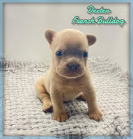 Dexter Male AKC French Bulldog $1550