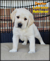 Dexter Male AKC Labrador Retriever $1350