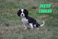 Dexter Male ACA Cavalier $550