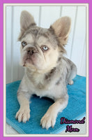 Dallas Male AKC Fluffy French Bulldog $2450