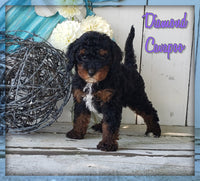 Diamond Female Cavapoo $995