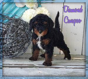 Cavapoo