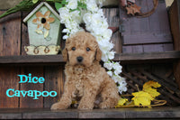 Dice Male Cavapoo $725