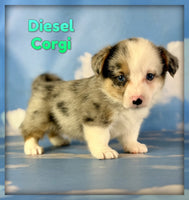 Diesel Male ACA Corgi $1660