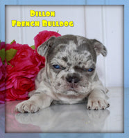 Dillon Male AKC French Bulldog $3150