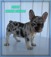 French Bulldog