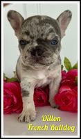 Dillon Male AKC French Bulldog $3150