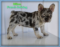 Dillon Male AKC French Bulldog $2450