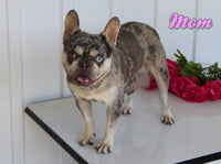 Darren Male AKC French Bulldog $2150