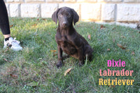 Dixie Female AKC Labrador Retriever $499