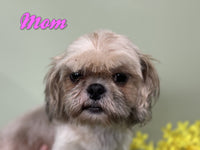 Bandit Male Shihpoo $1200