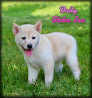 Shiba Inu
