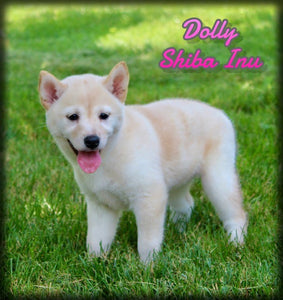 Shiba Inu