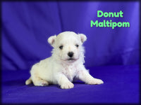 Donut Male Maltipom $1325