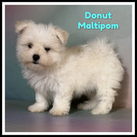 Donut Male Maltipom $1325