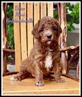 Mini Goldendoodle