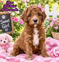 Dora Female F1B Mini Goldendoodle $1750