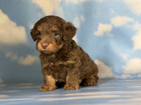 Mini Doxiepoo