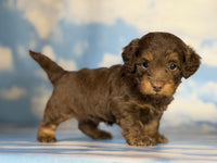 Mini Doxiepoo