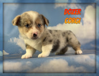 Dozer Male ACA Corgi $1660