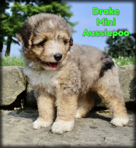 Mini Aussiepoo