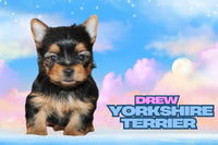 Drew Male Yorkshire Terrier $1095