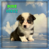 Duke Male ACA Corgi $1660