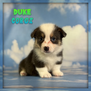 Corgi 