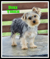 Duke Male ACA Yorkshire Terrier $575