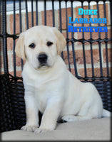 Duke Male AKC Labrador Retriever $1350