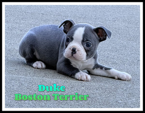 Boston Terrier