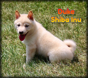 Shiba Inu