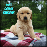Duke Male AKC Golden Retriever $1350