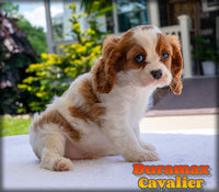 Duramax Male AKC Cavalier $2600
