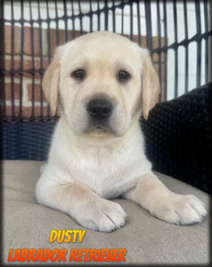 Labrador Retriever