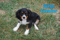 Dylan Male ACA Cavalier $550