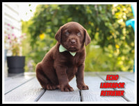 Echo Male AKC Labrador Retriever $1500