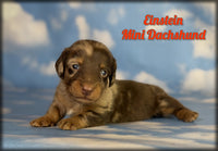 Einstein Male ACA Mini Dachshund $2660