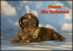 Mini Dachshund