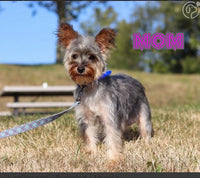 Vance Male Morkie $1200