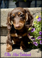 Mini Dachshund