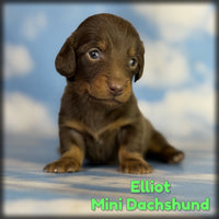 Elliot Male ACA Mini Dachshund $1760