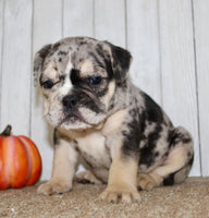 Mable Female English Bulldog $1500