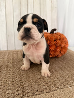 Brutus Male English Bulldog $1300