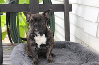 Jackson Male English Bulldog $499