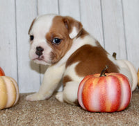 Buckeye  Male English Bulldog $1300