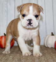 Arlo Male English Bulldog $1300