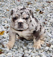Birdie Female English Bulldog $1500