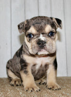 Hazel Female English Bulldog $1500